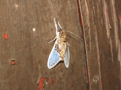 Idalus borealis