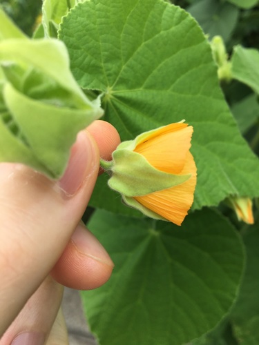 Abutilon grandifolium