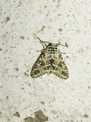 Lichnoptera