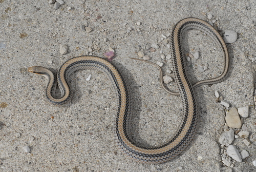 Big Bend Patch-nosed Snake