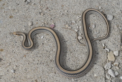 Big Bend Patch-Nosed Snake photo 3