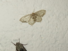 Hydatoscia ategua