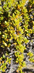 Coprosma fowerakeri