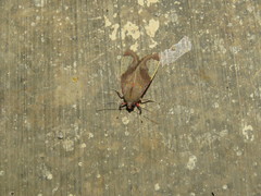 Bertholdia yashoquintela