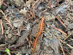 Scolopocryptops gracilis