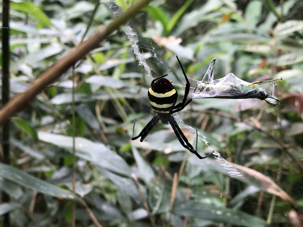 Argiope hinderlichi