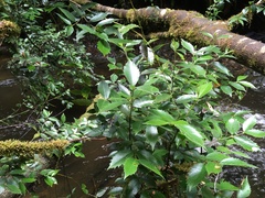 Atherosperma moschatum moschatum