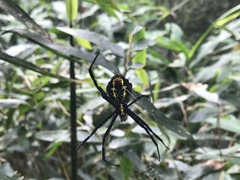 Argiope hinderlichi