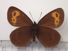 Erebia niphonica