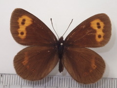 Erebia niphonica