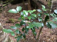 Atherosperma moschatum moschatum