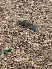 Sciurus carolinensis