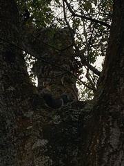 Sciurus carolinensis