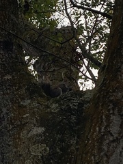 Sciurus carolinensis