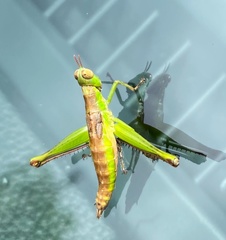 Euschmidtia cruciformis