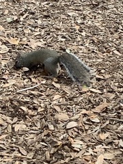 Sciurus carolinensis