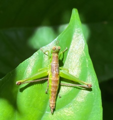 Euschmidtia cruciformis