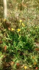 Arnica parryi