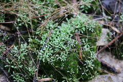 Mononeuria uniflora
