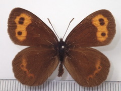 Erebia niphonica