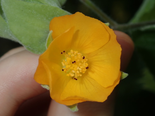 Abutilon grandifolium iNat (3)