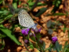 Zizula hylax pygmaea