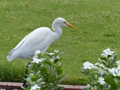 Bubulcus ibis