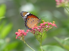Danaus chrysippus