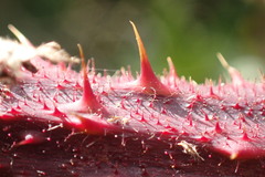 Rubus erythrops