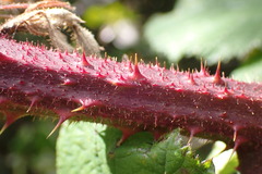 Rubus erythrops