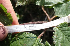Rubus erythrops