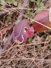 Stigmella villosella