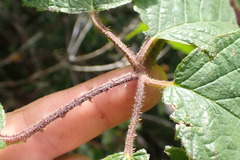 Rubus erythrops