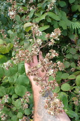 Rubus erythrops