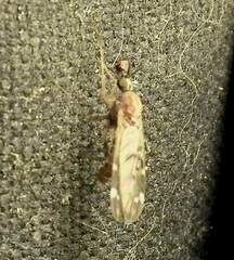 Sylvicola alternatus