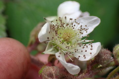 Rubus erythrops