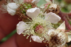 Rubus erythrops