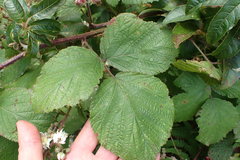 Rubus erythrops