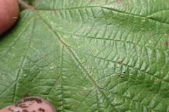 Rubus erythrops