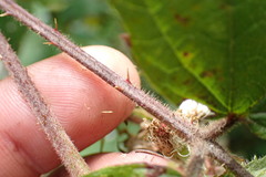 Rubus erythrops