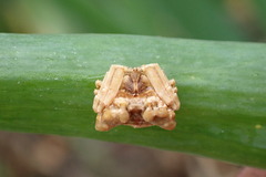 Celaenia tuberosa