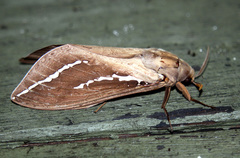 Abantiades argyrosticha