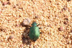Calosoma schayeri