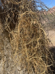 Funastrum heterophyllum