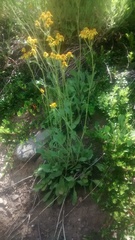 Packera streptanthifolia