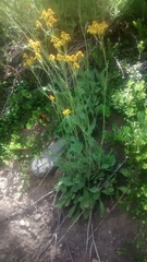 Packera streptanthifolia