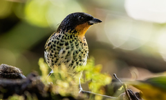 Ixothraupis rufigula