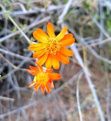 Adenophyllum speciosum