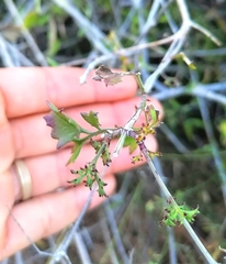Adenophyllum speciosum