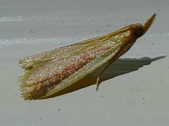 Peoria approximella